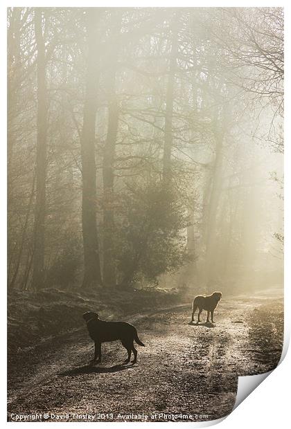 Misty Woodland Walk Print by David Tinsley