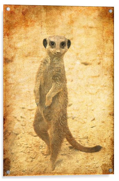 Meerkat guard Acrylic by Maria Tzamtzi Photography