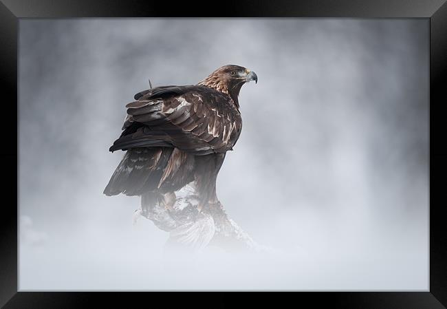 Golden Eagle Framed Print by Natures' Canvas: Wall Art  & Prints by Andy Astbury