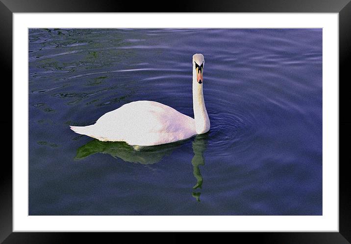 Swan. Framed Mounted Print by Nadeesha Jayamanne