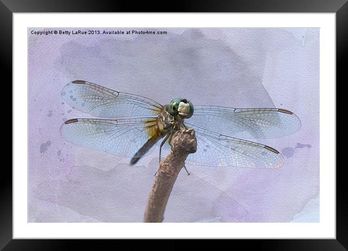 Wings of Beauty Framed Mounted Print by Betty LaRue