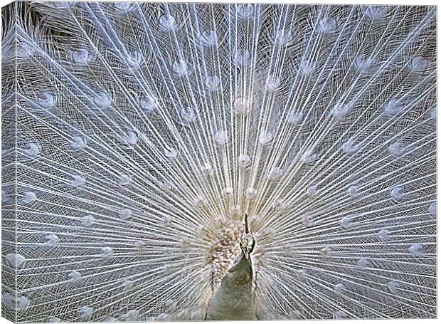 White Peacock Tail Display Canvas Print by philip clarke