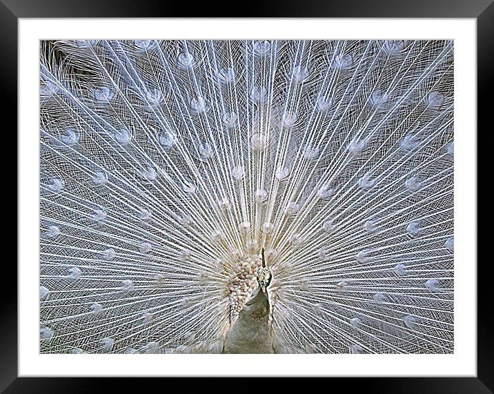 White Peacock Tail Display Framed Mounted Print by philip clarke