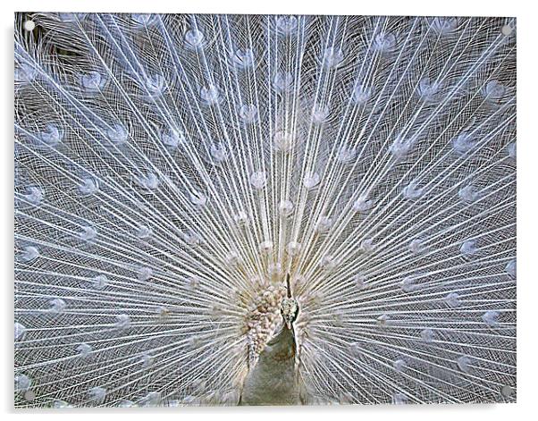White Peacock Tail Display Acrylic by philip clarke
