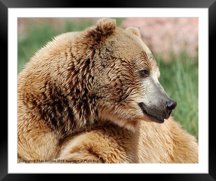 Grizzly Bear Framed Mounted Print by Shari DeOllos