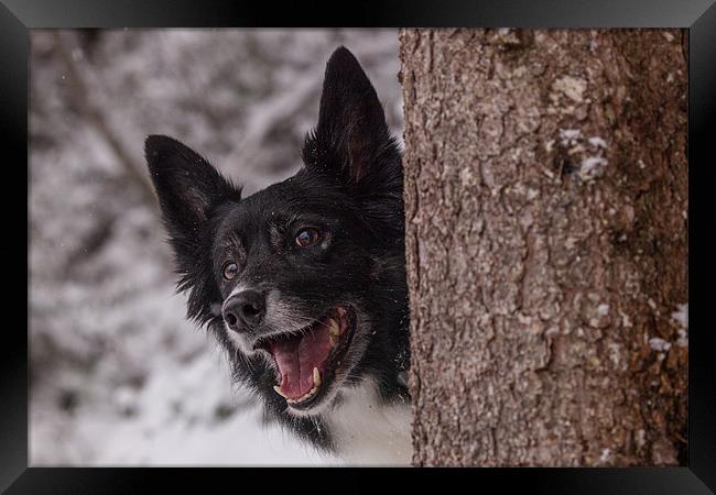 Peering around the corner Framed Print by Thomas Schaeffer