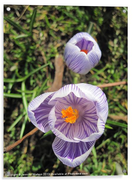 Crocus in Focus Acrylic by Jennifer Henderson