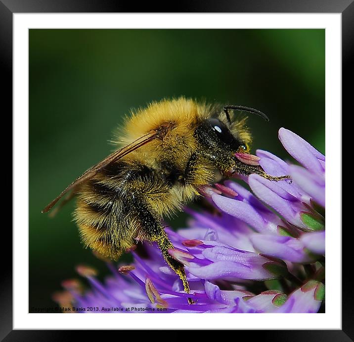 Bee collecting Pollen Framed Mounted Print by Mark  F Banks
