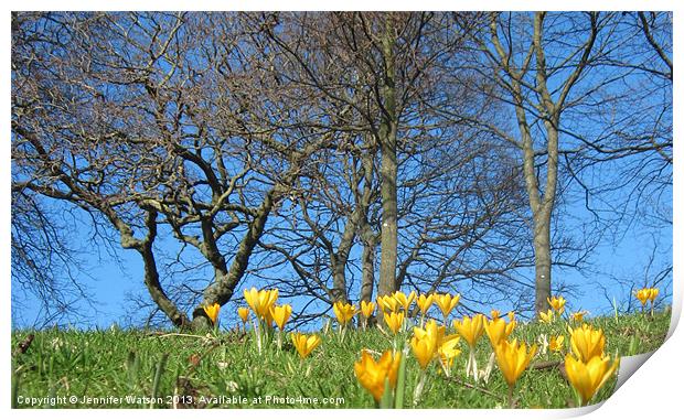 Yellow Crocuses Print by Jennifer Henderson