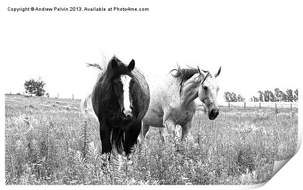 Wild Horses Print by Andrew Pelvin