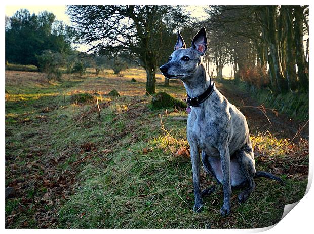 Sighthound, Looking and Listening Print by Jon Short