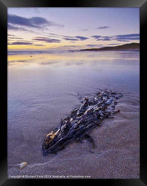 Seaweed Dawn Framed Print by Richard Peck