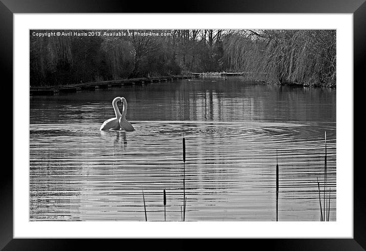 Black and White Swans Framed Mounted Print by Avril Harris