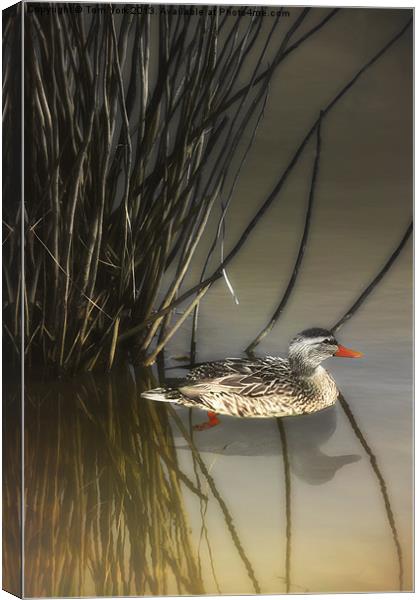 HIDING IN THE REEDS Canvas Print by Tom York
