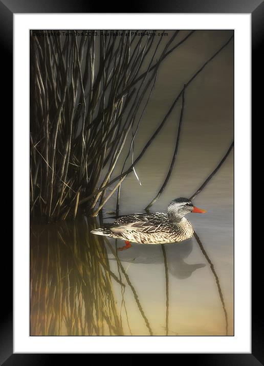 HIDING IN THE REEDS Framed Mounted Print by Tom York