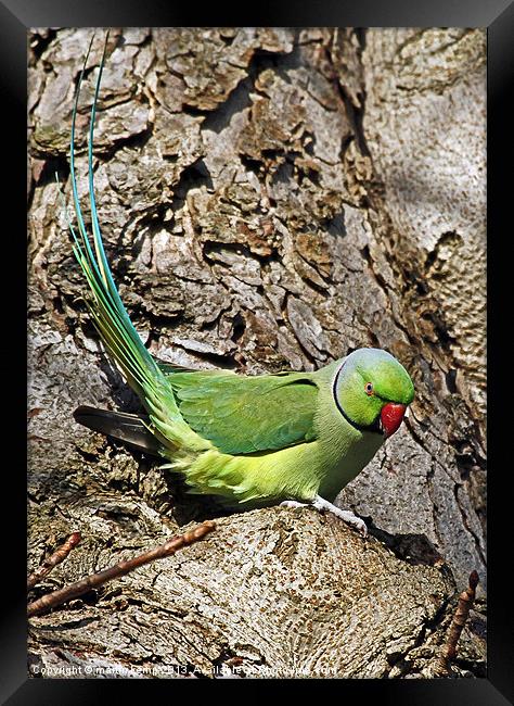 Ring Necked Parakeet Framed Print by Martin Kemp Wildlife