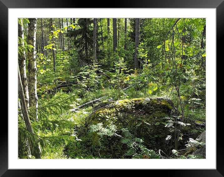 Unspoiled Scandinavian Forest Framed Mounted Print by Jutta Klassen