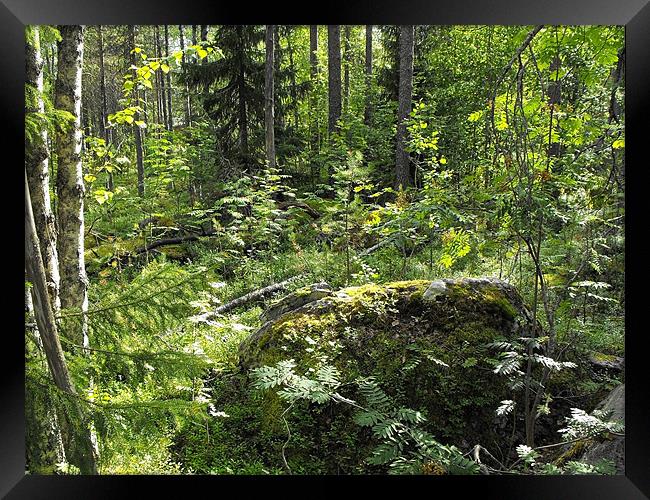 Unspoiled Scandinavian Forest Framed Print by Jutta Klassen