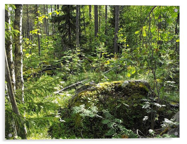 Unspoiled Scandinavian Forest Acrylic by Jutta Klassen