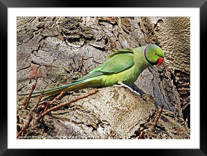 Ring Necked Parakeet Framed Mounted Print by Martin Kemp Wildlife