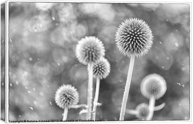Plants in the Rain - Black and White Canvas Print by Natalie Kinnear