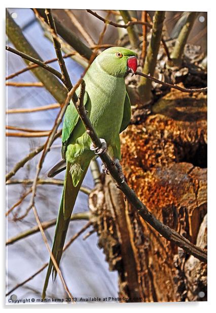 Ring Necked Parakeet Acrylic by Martin Kemp Wildlife