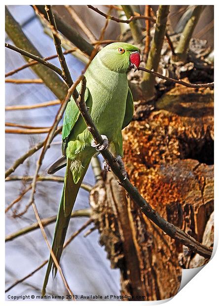 Ring Necked Parakeet Print by Martin Kemp Wildlife