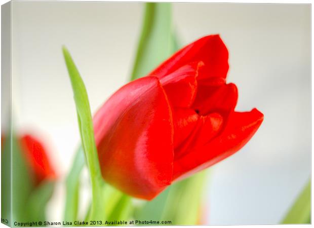Red Tulip Canvas Print by Sharon Lisa Clarke