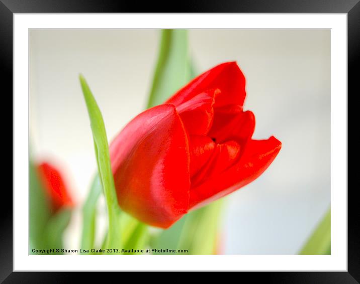 Red Tulip Framed Mounted Print by Sharon Lisa Clarke