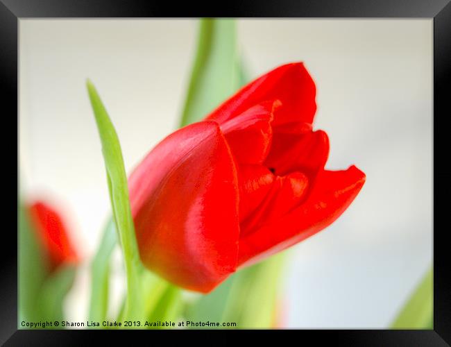 Red Tulip Framed Print by Sharon Lisa Clarke