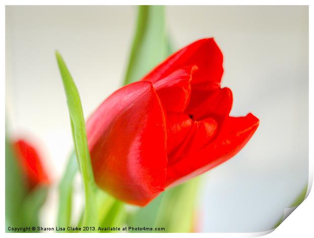 Red Tulip Print by Sharon Lisa Clarke