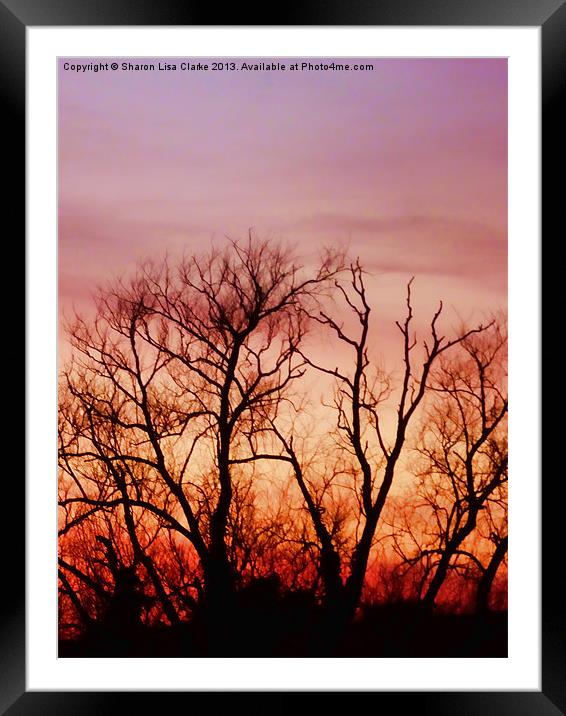 Crimson treetops 2 Framed Mounted Print by Sharon Lisa Clarke