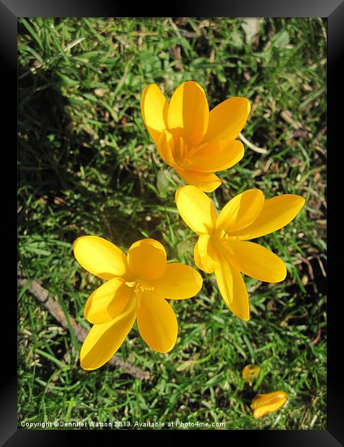 Yellow Crocuses Framed Print by Jennifer Henderson