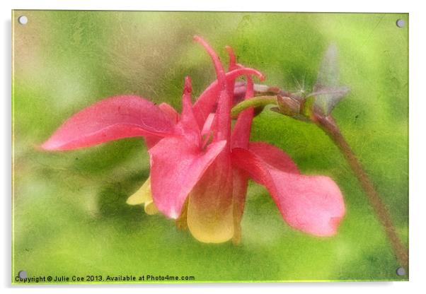 Pink Aquilegia Acrylic by Julie Coe