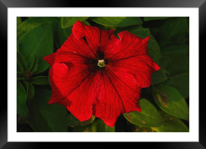 Red Flower Framed Mounted Print by paramjot matharu