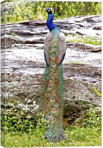 Peacock Canvas Print by Norwyn Cole