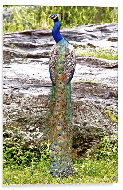 Peacock Acrylic by Norwyn Cole