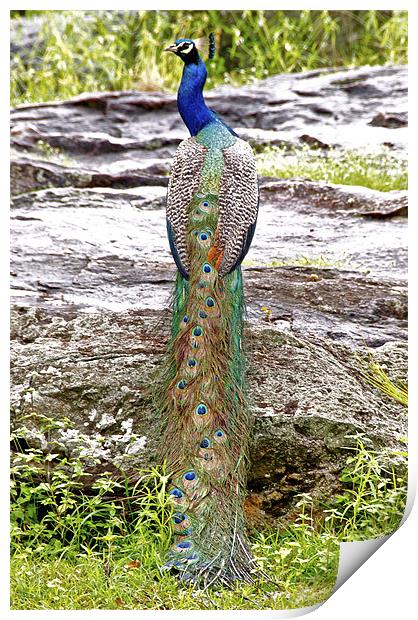 Peacock Print by Norwyn Cole
