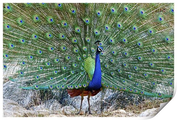Peacock in full Display Print by Norwyn Cole