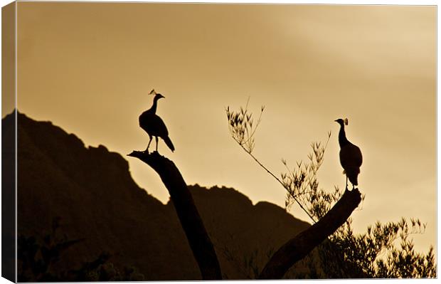 Peacocks preparing to roost at sunset Canvas Print by Norwyn Cole