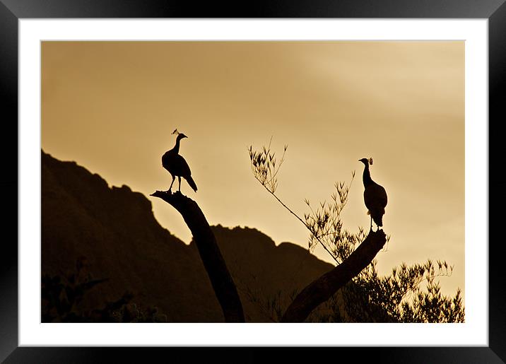 Peacocks preparing to roost at sunset Framed Mounted Print by Norwyn Cole