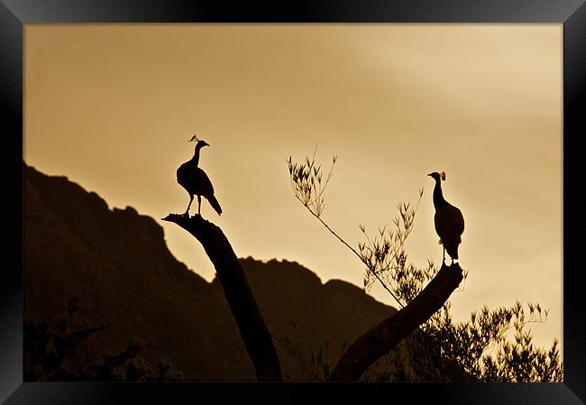 Peacocks preparing to roost at sunset Framed Print by Norwyn Cole