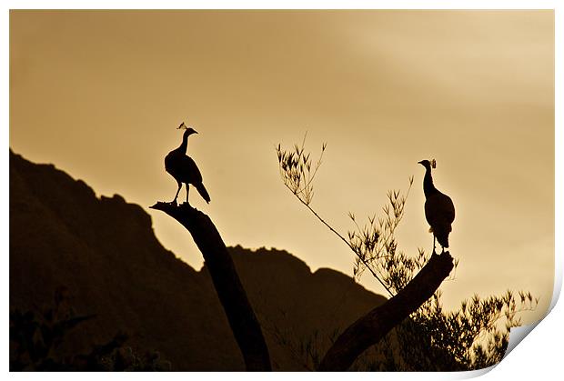 Peacocks preparing to roost at sunset Print by Norwyn Cole