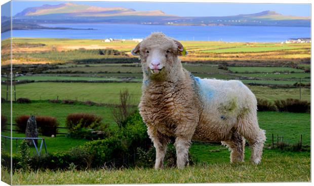 Sheep with a view Canvas Print by barbara walsh