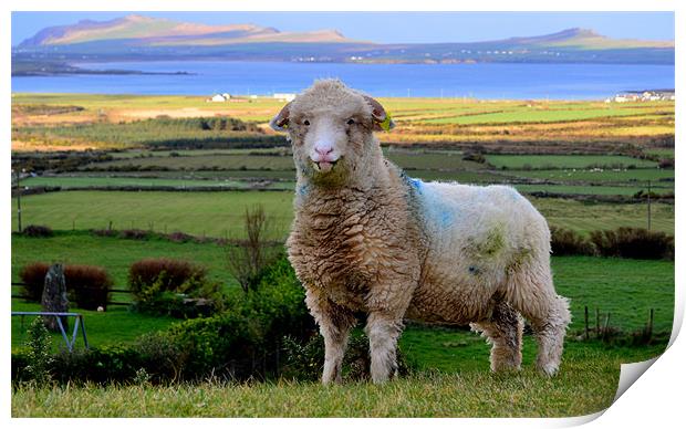 Sheep with a view Print by barbara walsh