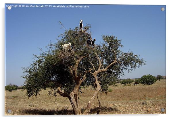 Tree Goats Acrylic by Brian Macdonald