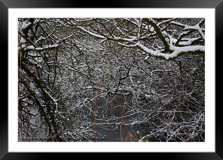 Snowy branches Framed Mounted Print by Ade Robbins