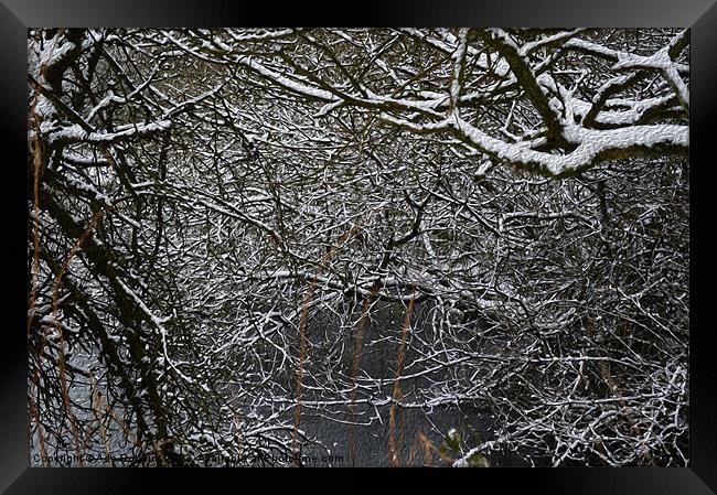 Snowy branches Framed Print by Ade Robbins