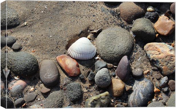SINGLE WHITE SHELL Canvas Print by HELEN PARKER
