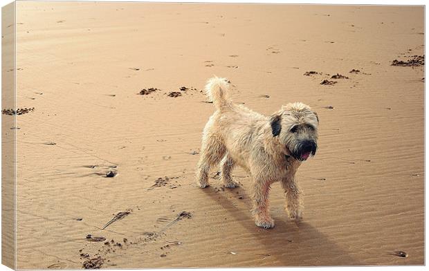 Shaggy Dog Canvas Print by Vicky Mitchell